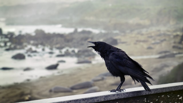 Bird Flu Alert In Tamil Nadu: Statewide Alert Issued After Crow Deaths; Public Urged Caution