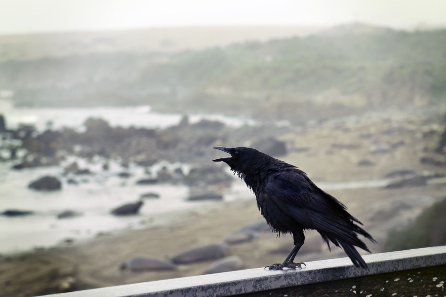 Bird Flu Alert In Tamil Nadu: Statewide Alert Issued After Crow Deaths; Public Urged Caution