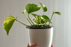 ऐसे करनी चाहिए घर पर लगे मनी प्&zwj;लांट की केयर, हमेशा हरी रहेंगी पत्तियां