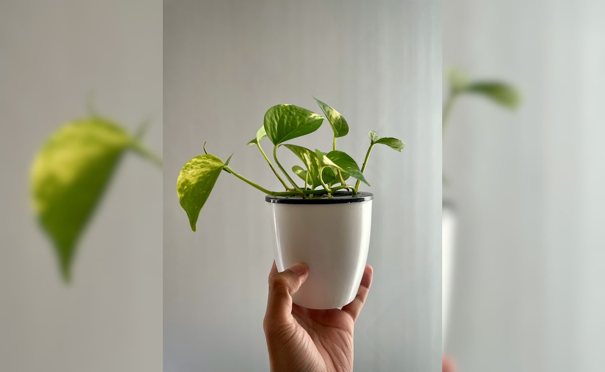 ऐसे करनी चाहिए घर पर लगे मनी प्‍लांट की केयर, हमेशा हरी रहेंगी पत्तियां