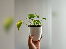 ऐसे करनी चाहिए घर पर लगे मनी प्&zwj;लांट की केयर, हमेशा हरी रहेंगी पत्तियां