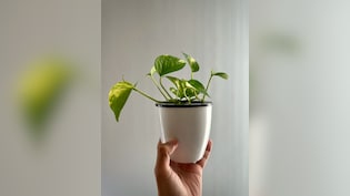 ऐसे करनी चाहिए घर पर लगे मनी प्&zwj;लांट की केयर, हमेशा हरी रहेंगी पत्तियां