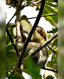 5 Tree-Dwelling Animals In The World