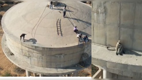 220 फीट ऊंची पानी की टंकी पर फंसा बंदर, 6 दिन से रेस्क्यू नाकाम; व&zwj;िशेष टीम को बुलाया &nbsp;