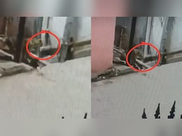Rajasthan: रणथंभौर से सटे पुराने शहर में लेपर्ड का आतंक, CCTV में कैद हुआ मूवमेंट, दहशत में लोग