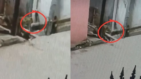 Rajasthan: रणथंभौर से सटे पुराने शहर में लेपर्ड का आतंक, CCTV में कैद हुआ मूवमेंट, दहशत में लोग