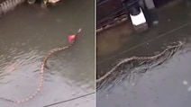 Watch: Huge Python Swims Through Flooded Streets Of Bali