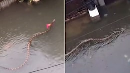 Watch: Huge Python Swims Through Flooded Streets Of Bali