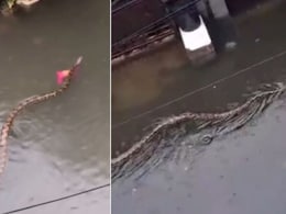 Watch: Huge Python Swims Through Flooded Streets Of Bali