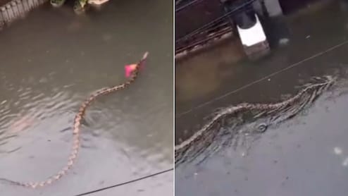 Watch: Huge Python Swims Through Flooded Streets Of Bali