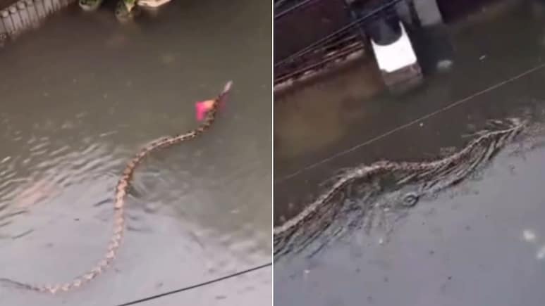 Watch: Huge Python Swims Through Flooded Streets Of Bali