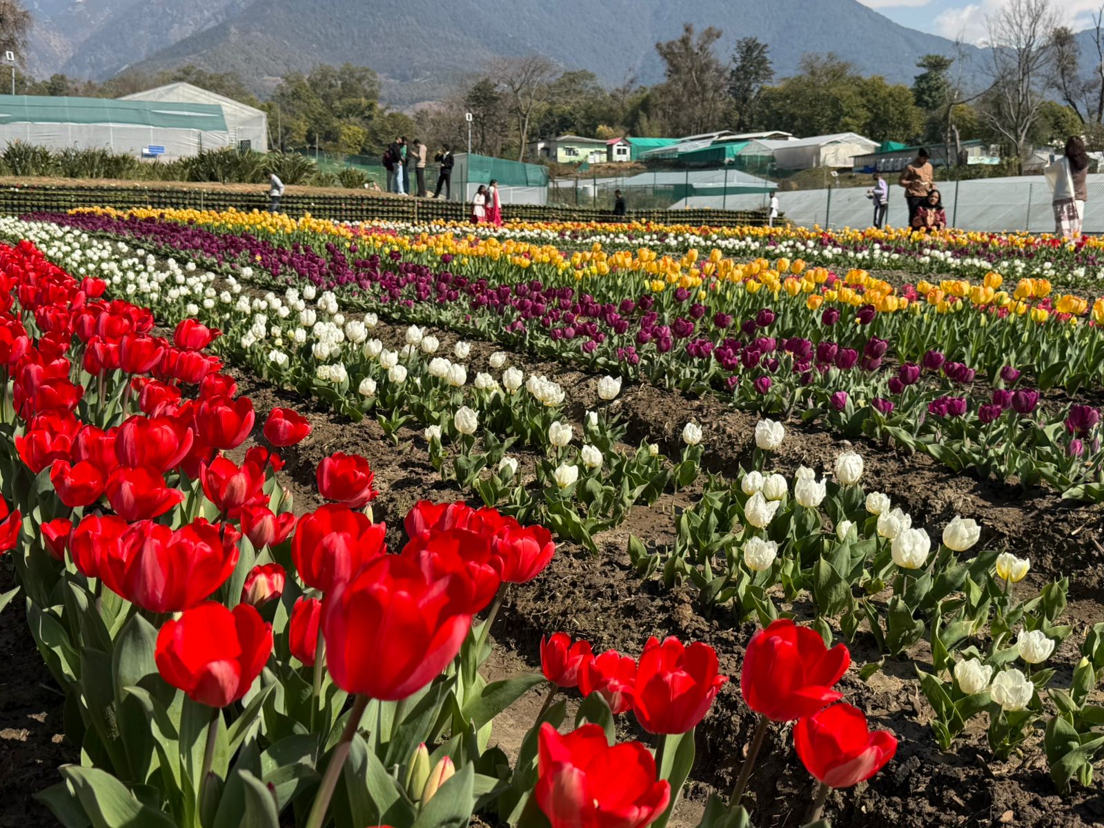 यकीन मानिए यह कश्मीर नहीं है! 'देखा एक ख्वाब' वाले ट्यूलिप अब हिमाचल के पालमपुर में खिले