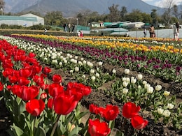 यकीन मानिए यह कश्मीर नहीं है! 'देखा एक ख्वाब' वाले ट्यूलिप अब हिमाचल के पालमपुर में खिले