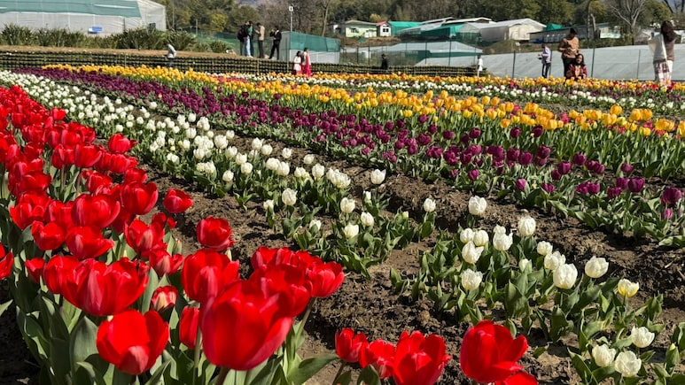 यकीन मानिए यह कश्मीर नहीं है! 'देखा एक ख्वाब' वाले ट्यूलिप अब हिमाचल के पालमपुर में खिले