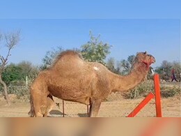 पुलिस ने ऊंट तस्करी का किया भंडाफोड़, पिकअप में ठूंस-ठूंसकर भरे थे ऊंट