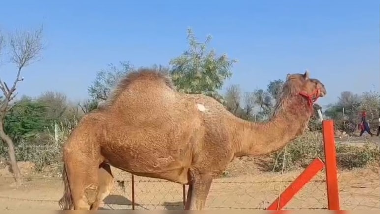 पुलिस ने ऊंट तस्करी का किया भंडाफोड़, पिकअप में ठूंस-ठूंसकर भरे थे ऊंट