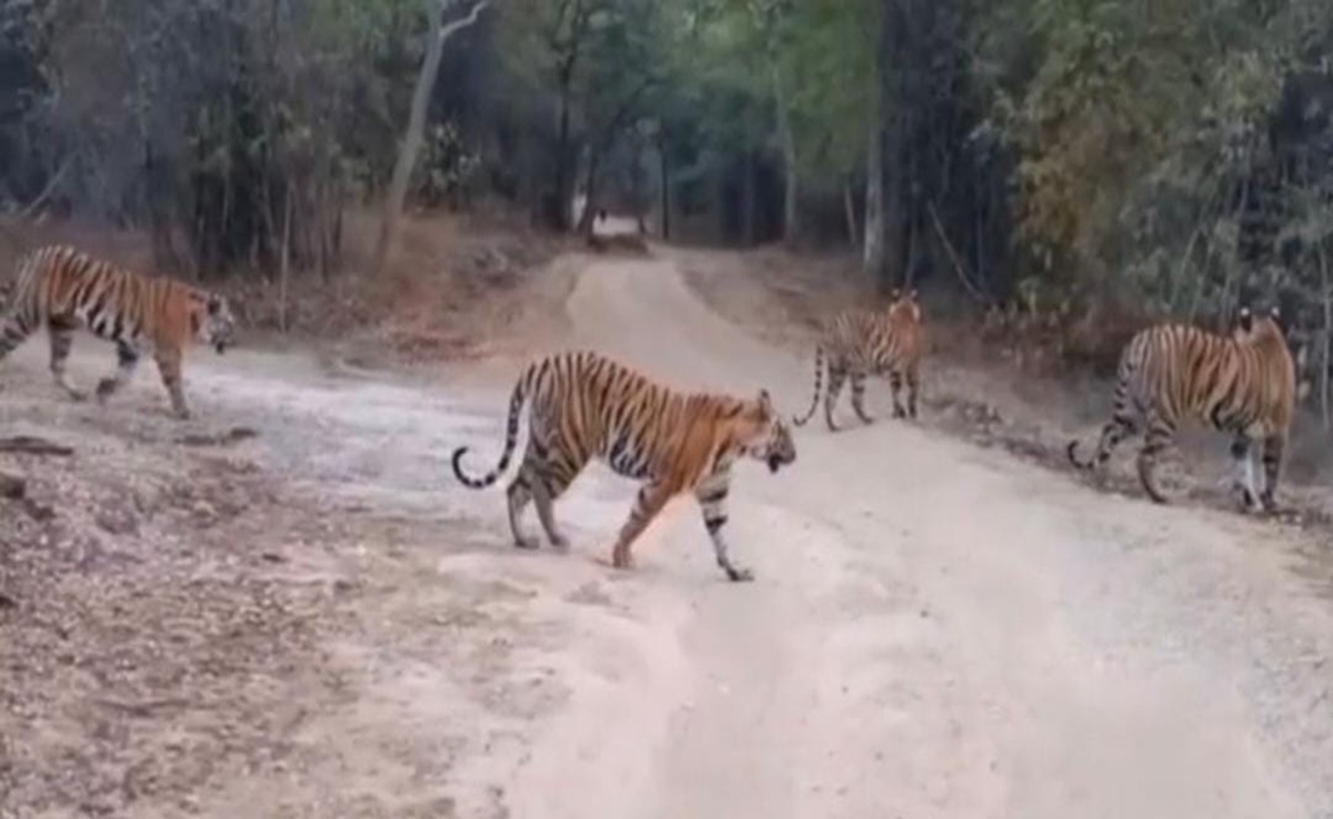 Bandhavgarh Tiger Reserve: बांधवगढ़ में 4 शावकों के साथ जंगल में दिखी बाघिन, सैलानियों ने कैद किए रोमांचक पल