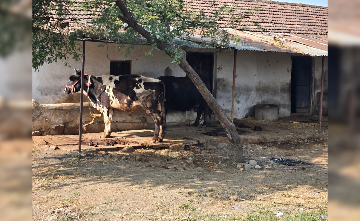 India-US Trade Deal Triggers Anxiety Across Soybean Fields Of Madhya Pradesh