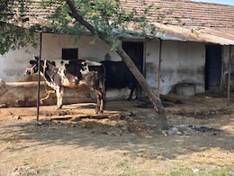 India-US Trade Deal Triggers Anxiety Across Soybean Fields Of Madhya Pradesh