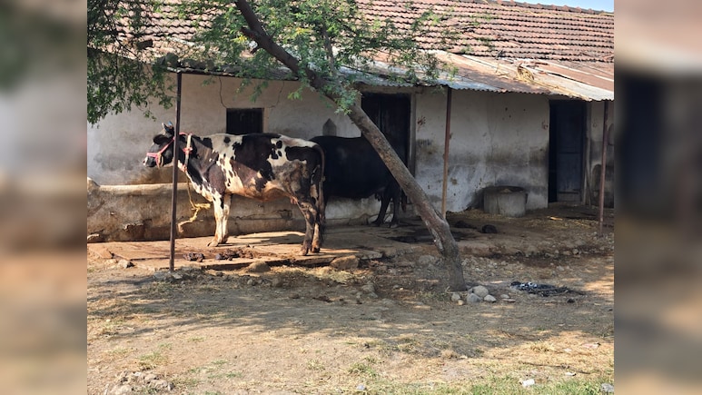 India-US Trade Deal Triggers Anxiety Across Soybean Fields Of Madhya Pradesh