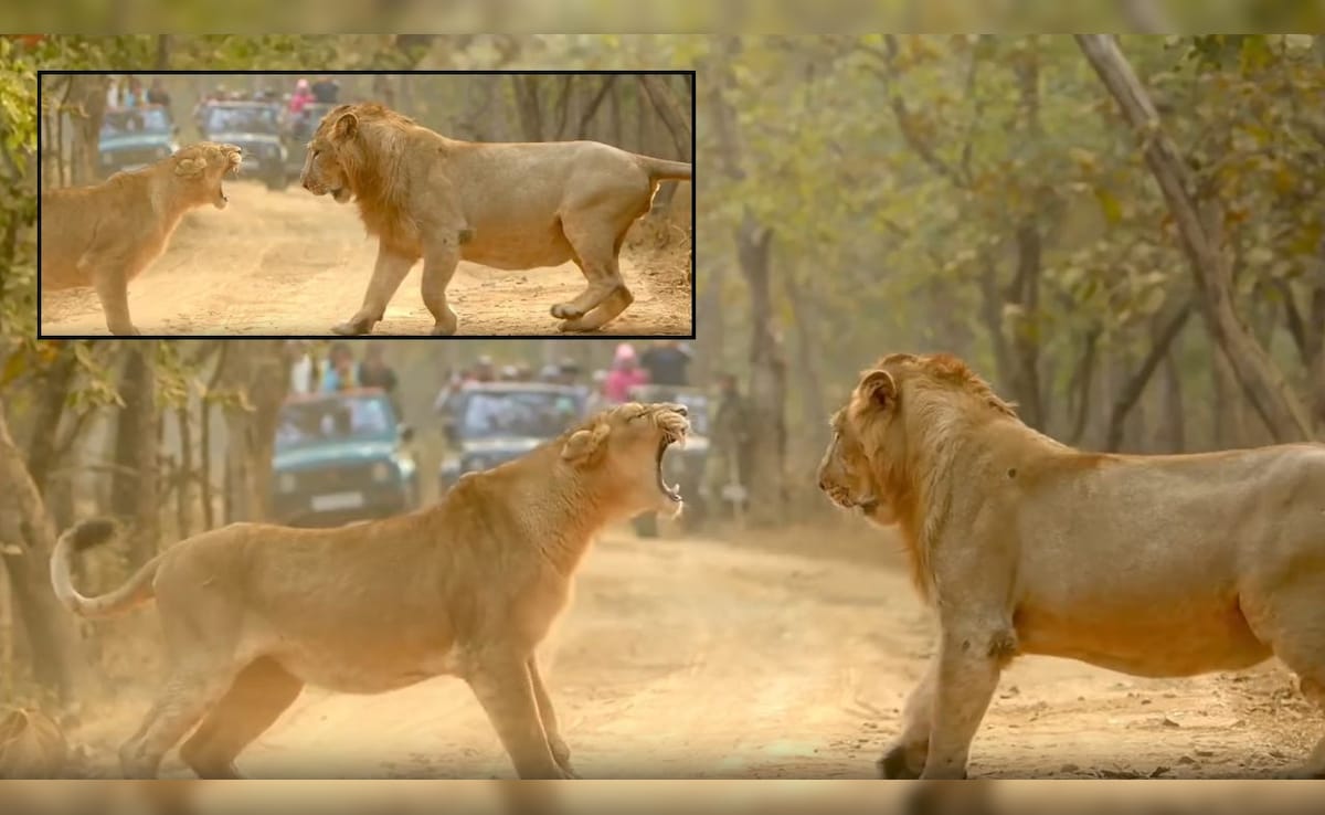 शेरनी की एक दहाड़ और भीगी बिल्ली बन गया जंगल का राजा, गिर नेशनल पार्क का ये नजारा देख फटी रह जाएंगी आपकी आंखें