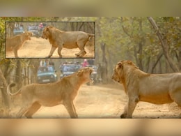 शेरनी की एक दहाड़ और भीगी बिल्ली बन गया जंगल का राजा, गिर नेशनल पार्क का ये नजारा देख फटी रह जाएंगी आपकी आंखें