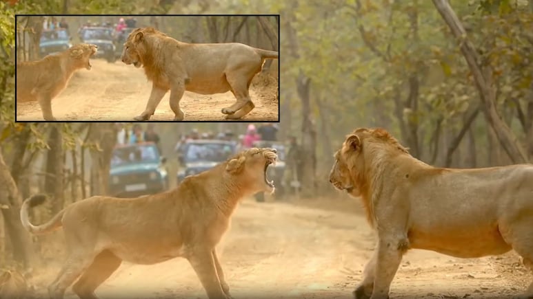 शेरनी की एक दहाड़ और भीगी बिल्ली बन गया जंगल का राजा, गिर नेशनल पार्क का ये नजारा देख फटी रह जाएंगी आपकी आंखें