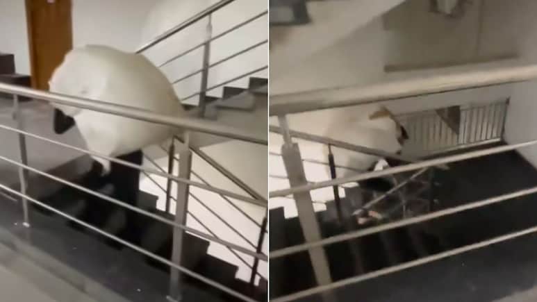 इंसानियत शर्मसार! सोसायटी ने नहीं यूज करने दी लिफ्ट, 6वीं मंजिल तक कमर पर बोझ ढोकर पहुंचा मजदूर, Video Viral