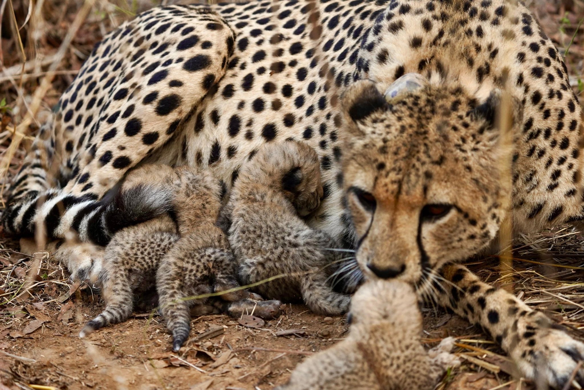 Kuno National Park Cheetah: कूनो में चीता