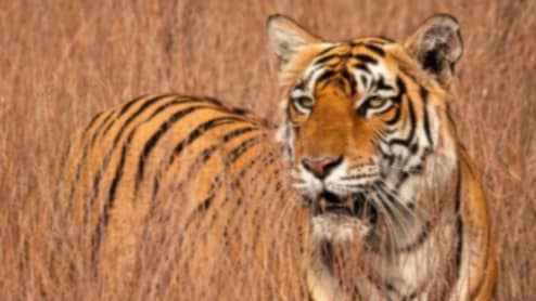 सरिस्का बाघ अभयारण्य में बाघिन ST-28 की मौत कैसे हुई? पोस्टमार्टम के बाद हुआ अंतिम संस्कार