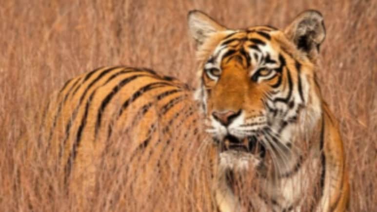 सरिस्का बाघ अभयारण्य में बाघिन ST-28 की मौत कैसे हुई? पोस्टमार्टम के बाद हुआ अंतिम संस्कार