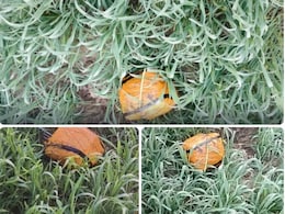 पाकिस्&zwj;तान की ओर से कश्&zwj;मीर में ड्रोन से गिराई गई 30 करोड़ की हेरोइन, सुरक्षा बलों ने ऐसे पकड़ी पूरी खेप