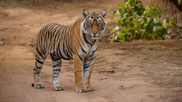 Tiger Attack in MP: एमपी में लकड़ी लेने जंगल गए बुजुर्ग पर बाघ का हमला, गई जान; खून से लथपथ मिला शव