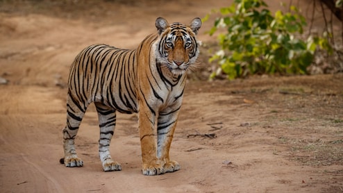 Tiger Attack in MP: एमपी में लकड़ी लेने जंगल गए बुजुर्ग पर बाघ का हमला, गई जान; खून से लथपथ मिला शव