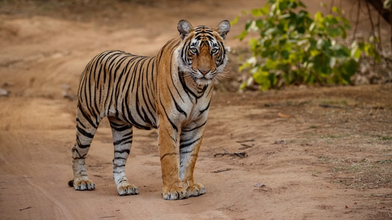 Tiger Attack in MP: एमपी में लकड़ी लेने जंगल गए बुजुर्ग पर बाघ का हमला, गई जान; खून से लथपथ मिला शव
