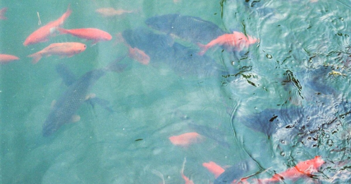 Do Fish Make Noise And Why
