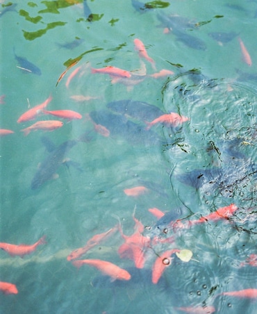 Do Fish Make Noise And Why