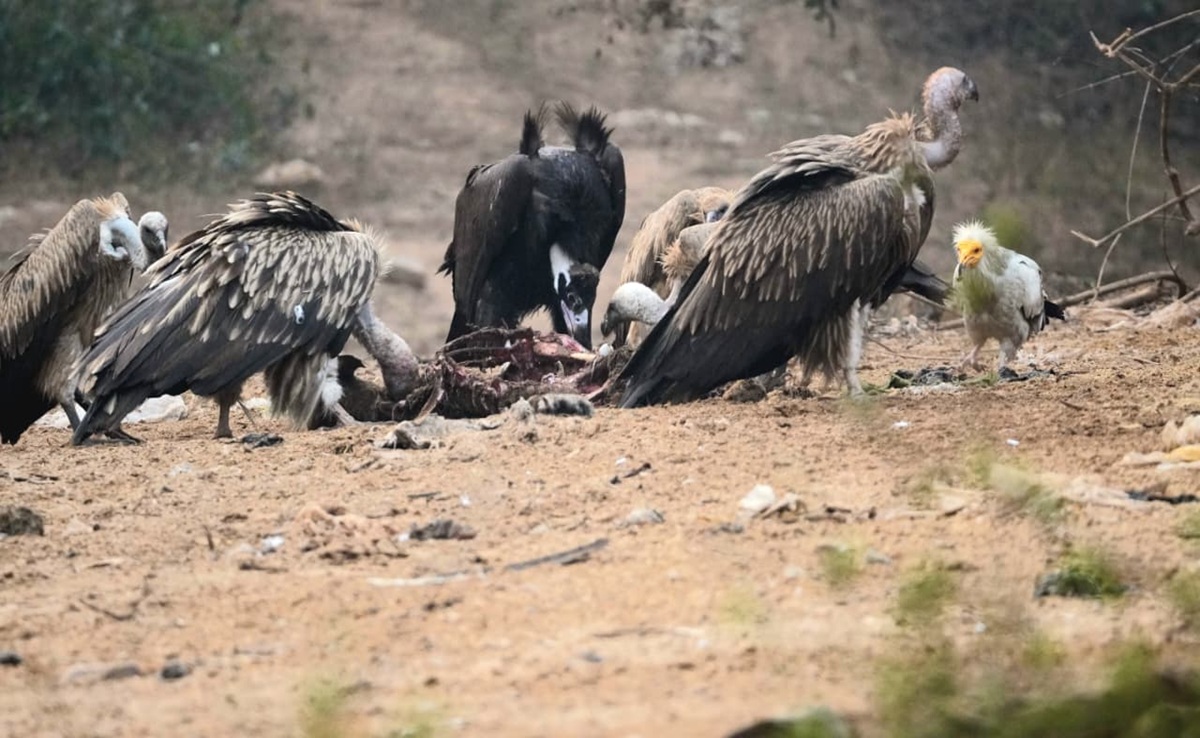 Vulture Census: पहली बार MP में ऑनलाइन ऐप से गिद्ध गणना; 9 टाइगर रिज़र्व में एक साथ गिनती