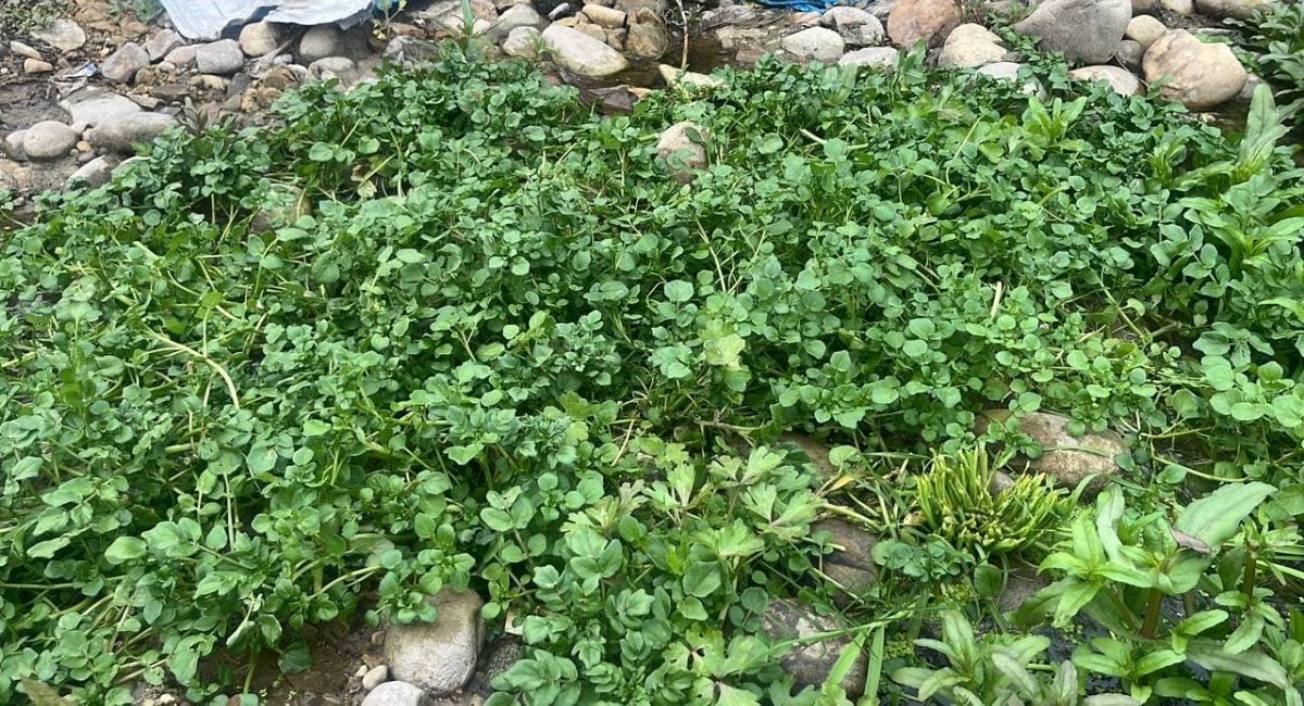 सुसवा नदी का हाल 