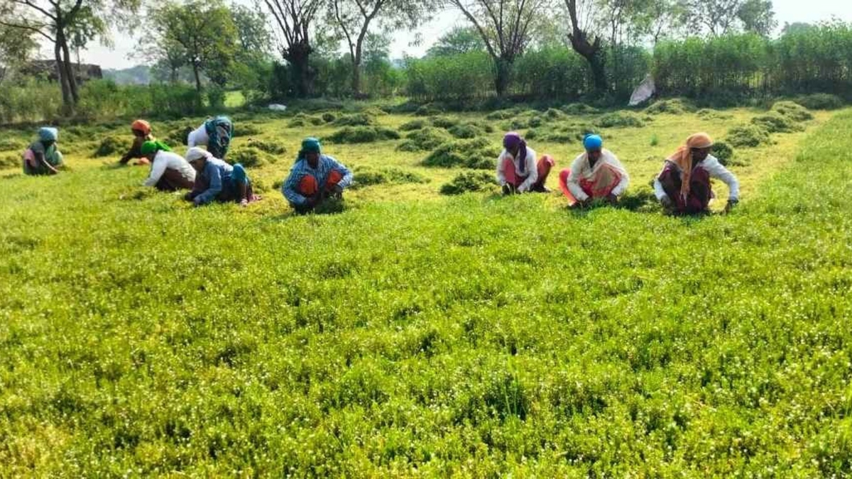 Iran War Sends Farmers, Including In India, Rushing To Secure Fertilisers