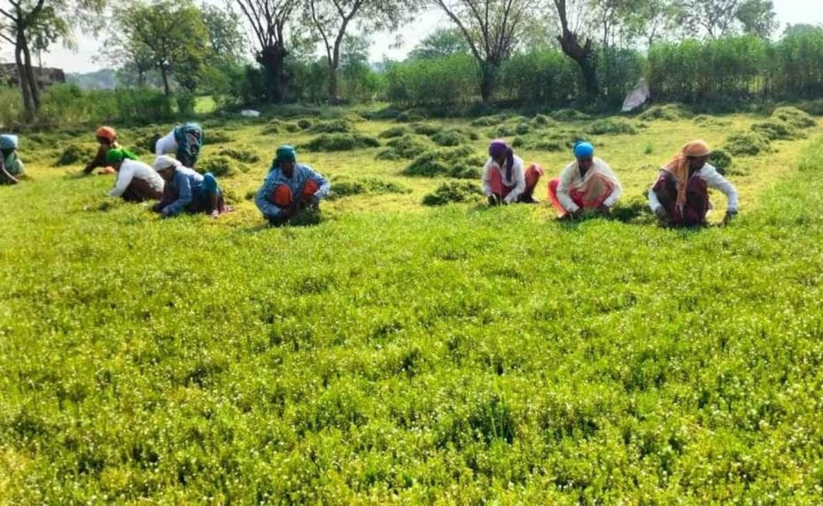 मिडिल ईस्ट में जंग, पर भारत के पास 'खाद कवच', खरीफ के लिए रिकॉर्ड 177 लाख टन स्टॉक तैयार