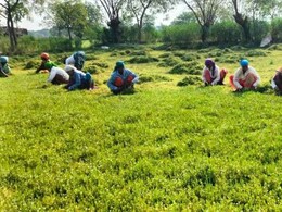 एक बार लगाएं, 4 साल तक हर 3 महीने में फसल काटकर कमाएं लाखों, ब्राम्ही वरदान से कम नहीं; फायदे भी गजब