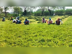 Iran War Sends Farmers, Including In India, Rushing To Secure Fertilisers