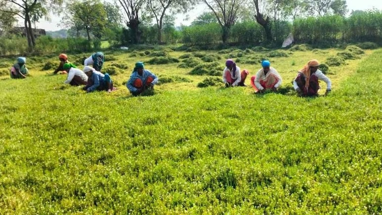 Iran War Sends Farmers, Including In India, Rushing To Secure Critical Fertilisers