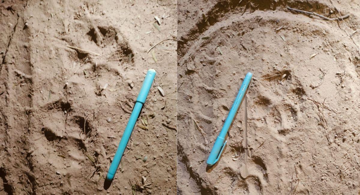 जंगली जानवर का पगमार्क. 