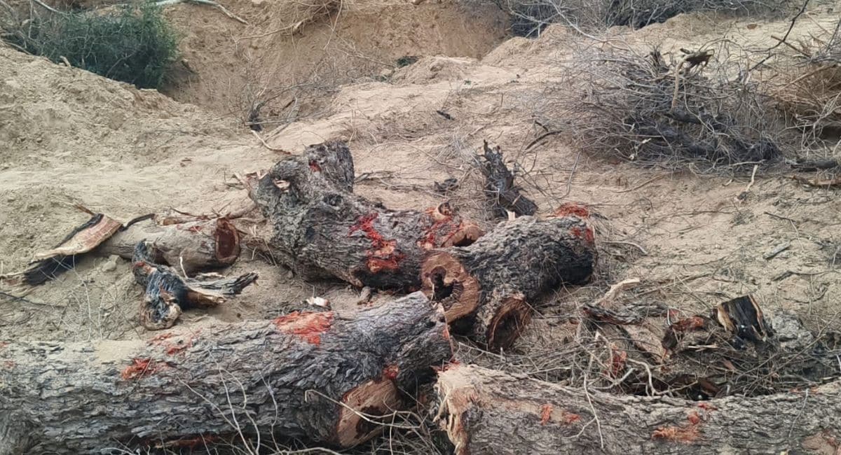 भरतपुर में 159 पेड़ों को काट दिया गया है. भरतपुर में 159 पेड़ों को काट दिया गया है.