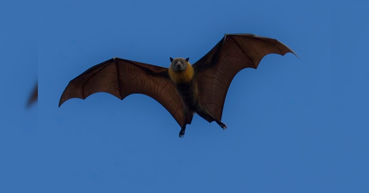 How Bats Navigate In The Dark