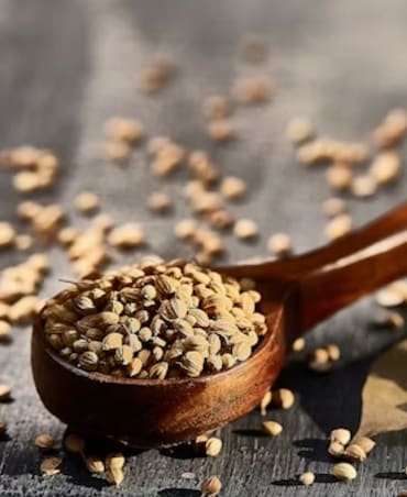 Benefits Of Drinking Coriander Seeds Water