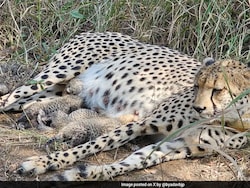 Rs 35,000 A Day For Cheetah Meals? Political Storm Over Kuno Park Spending