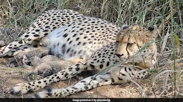 Indian-Born Cheetah KGP-2 Gives Birth To 4 Cubs In Kuno National Park